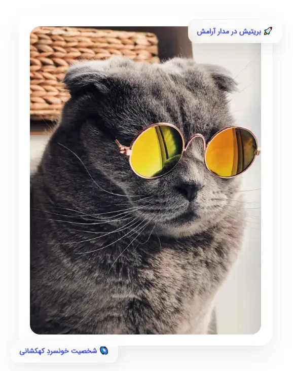 عکس گربه بریتیش با عینک