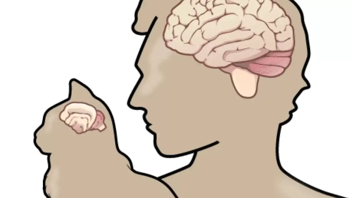 مقایسه مغز گربه و انسان