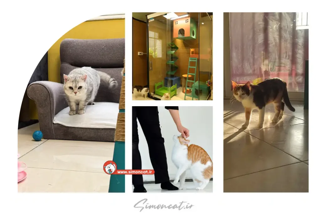 پانسیون حیوانات خانگی پونک تهران