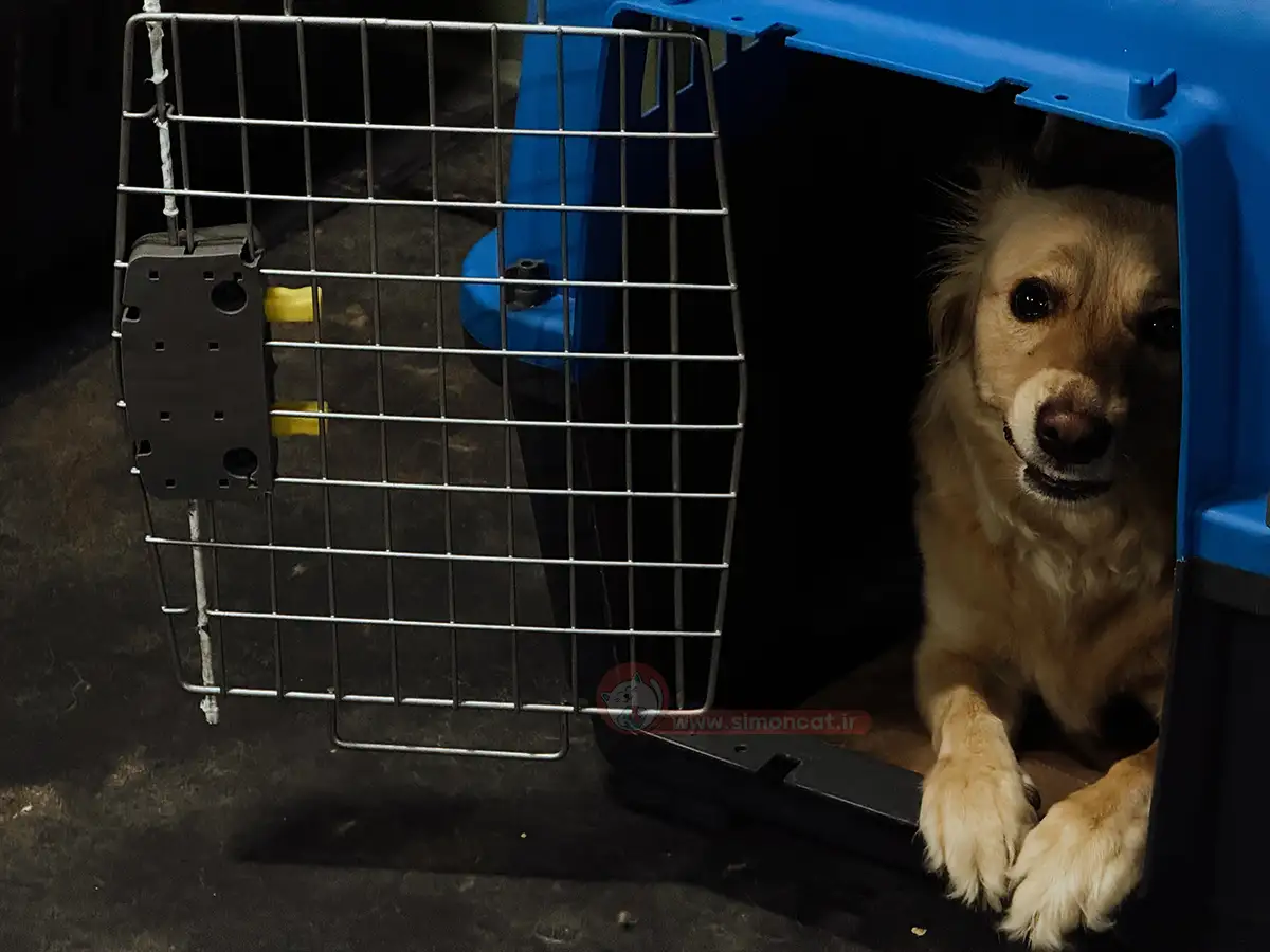 پانسیون خانگی سگ در غرب تهران