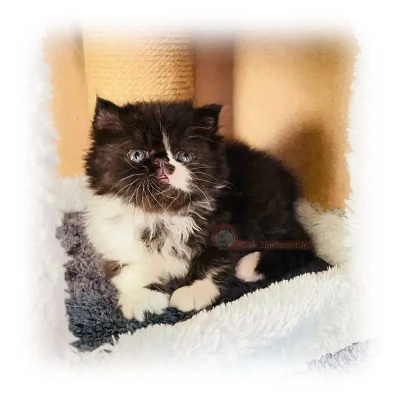 پرشین بای کالر پرشین بای کالر