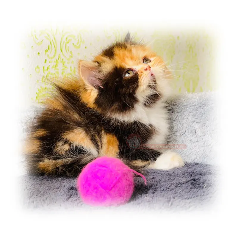 پرشین تری کالر پرشین تری کالر