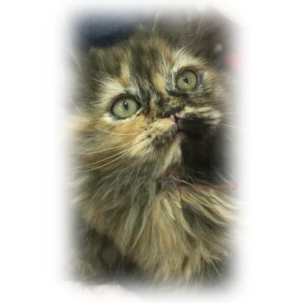 پرشین تورتورایس