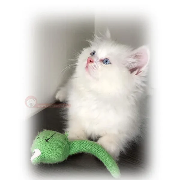 پرشین دال فیس چشم ابی