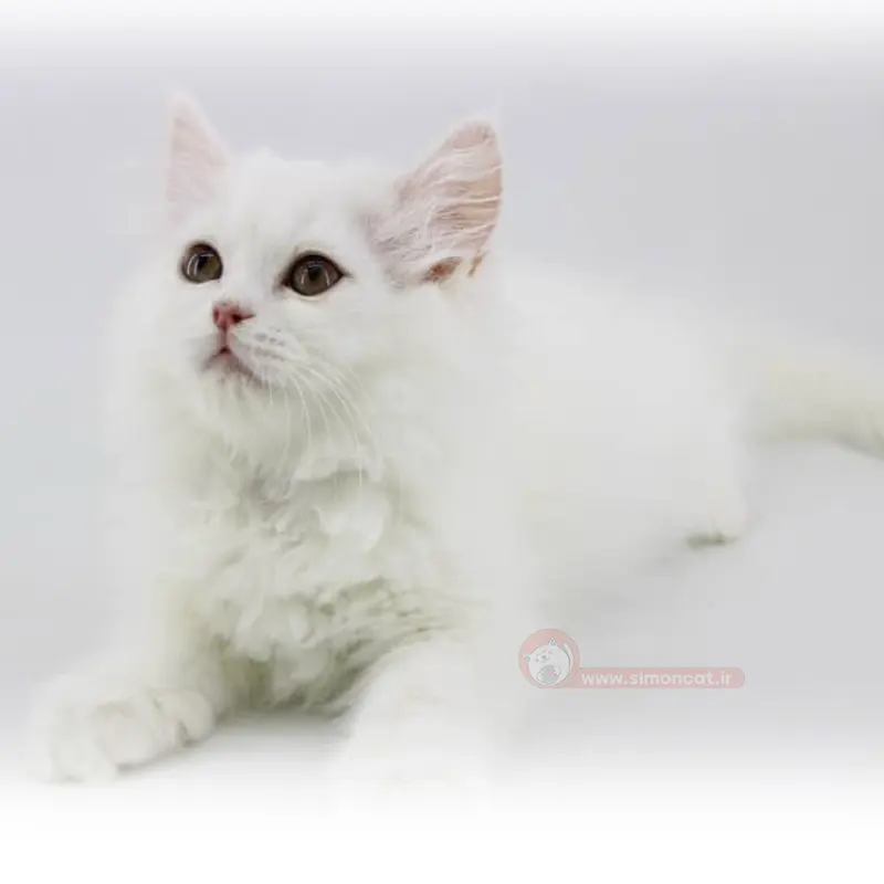 پرشین دال فیس پرشین دال فیس