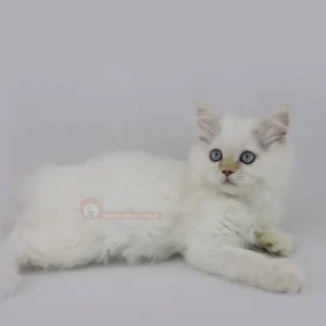 گربه پرشین ردپوینت کد 50