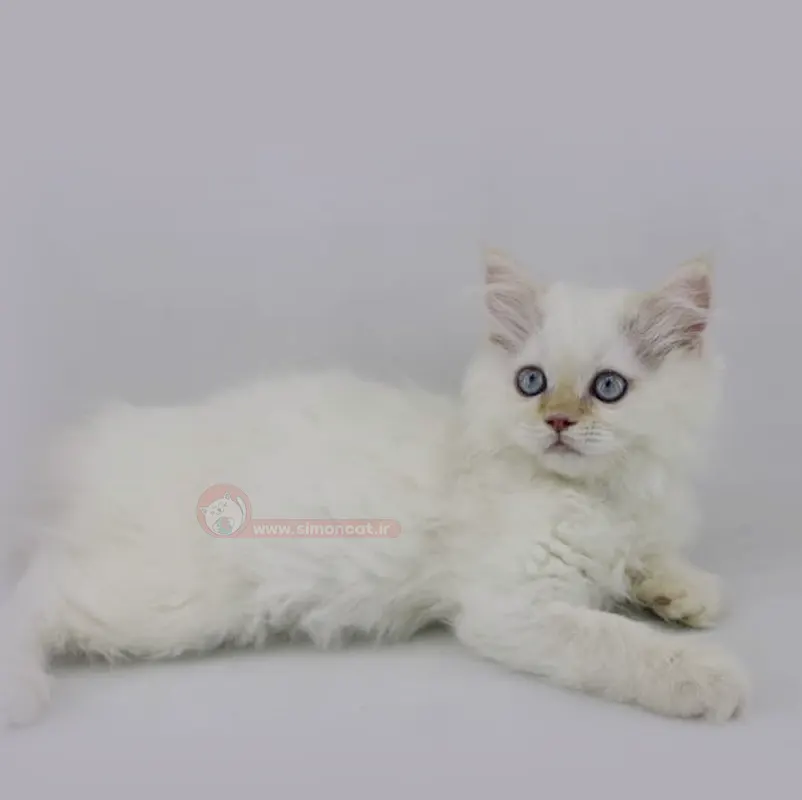 پرشین ردپوینت پرشین ردپوینت