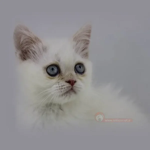 پرشین سفید چشم ابی