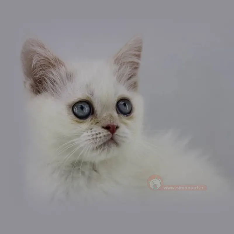 پرشین سفید چشم ابی پرشین سفید چشم ابی