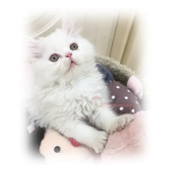 پرشین سفید چشم عسلی