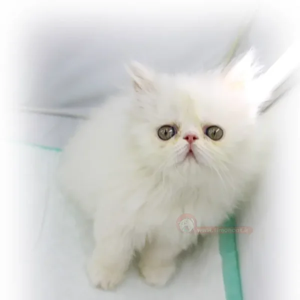 پرشین سوپر فلت سفید