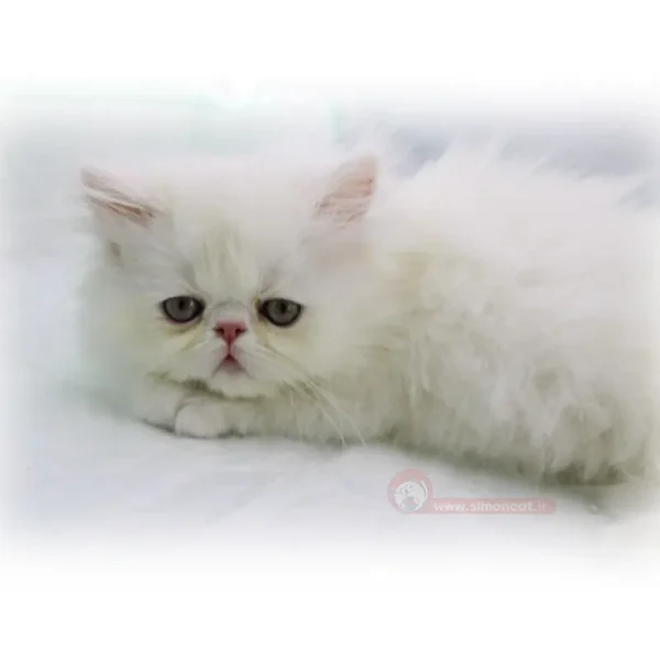 پرشین فلت سفید