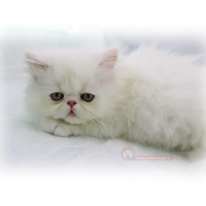 پرشین فلت سفید پرشین فلت سفید