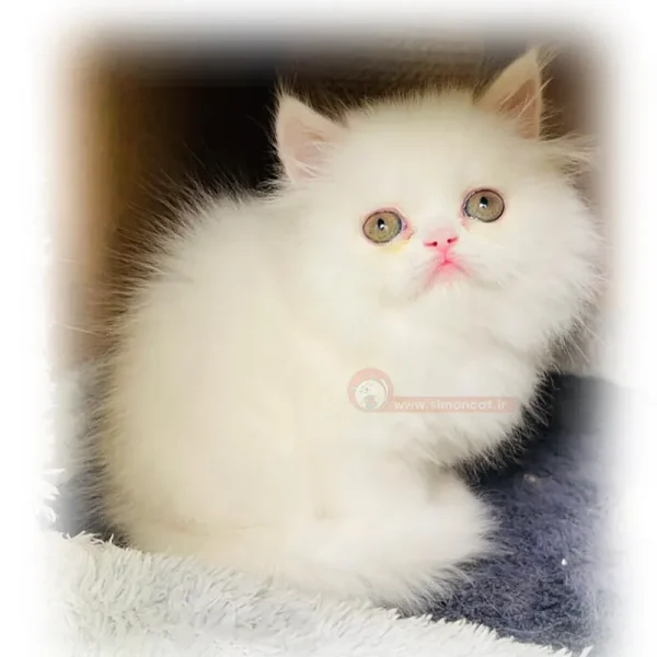 پرشین فلت چشم عسلی