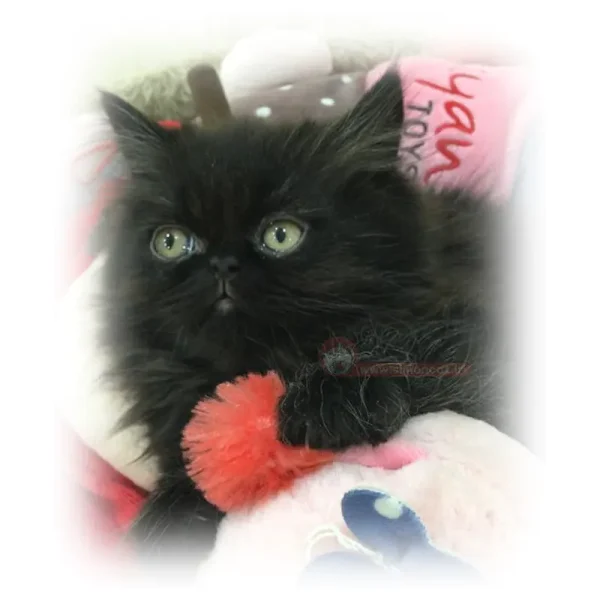 پرشین مشکی فلت