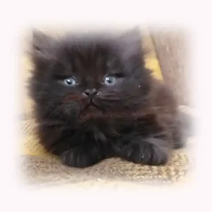 گربه پرشین مشکی پشمالو کد 137