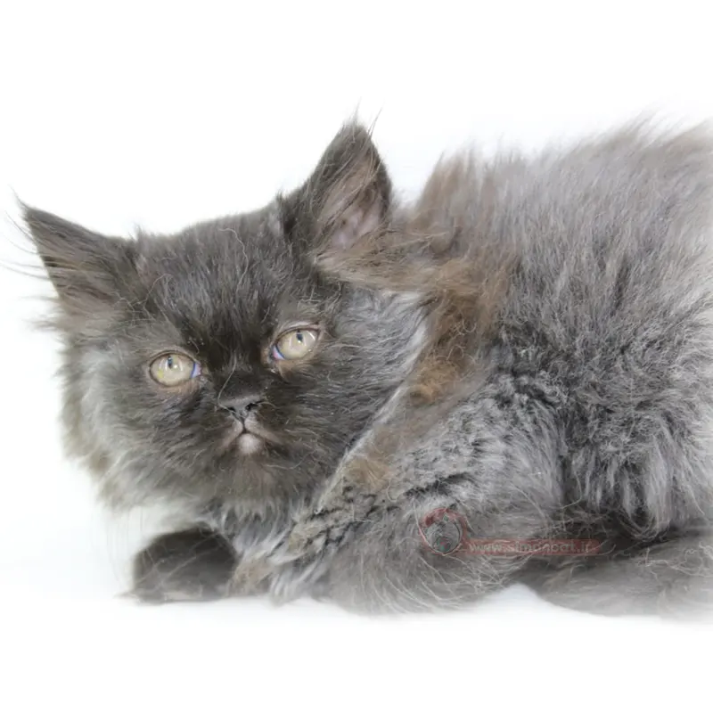 پرشین مشکی پرشین مشکی