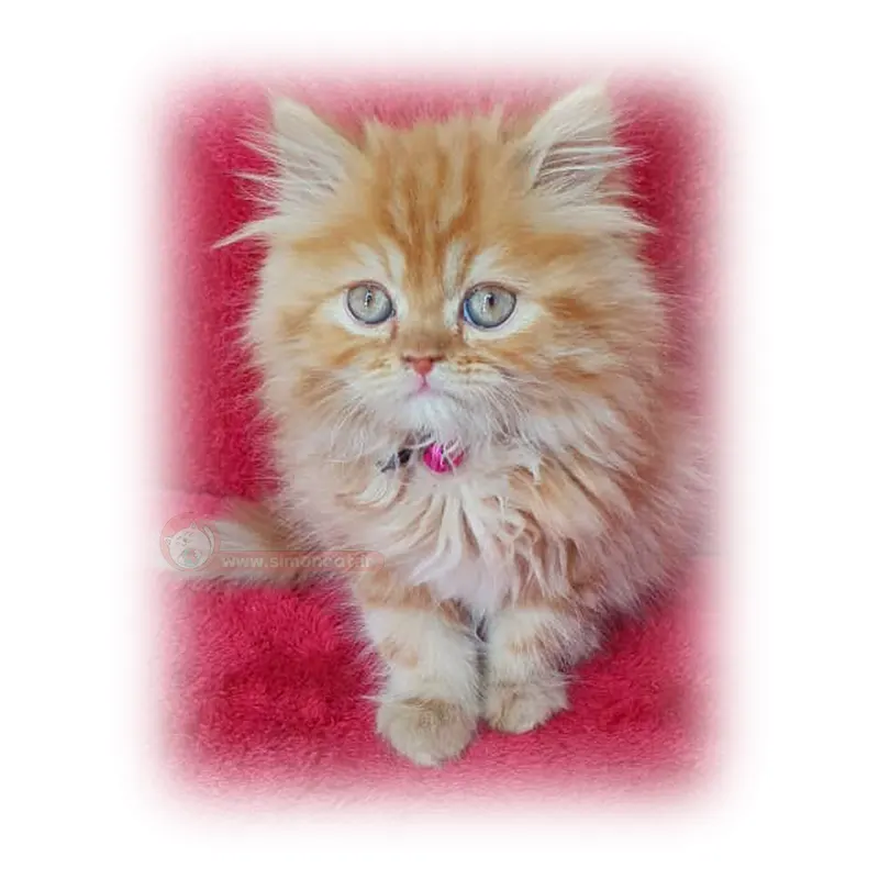 پرشین نارنجی پرشین نارنجی