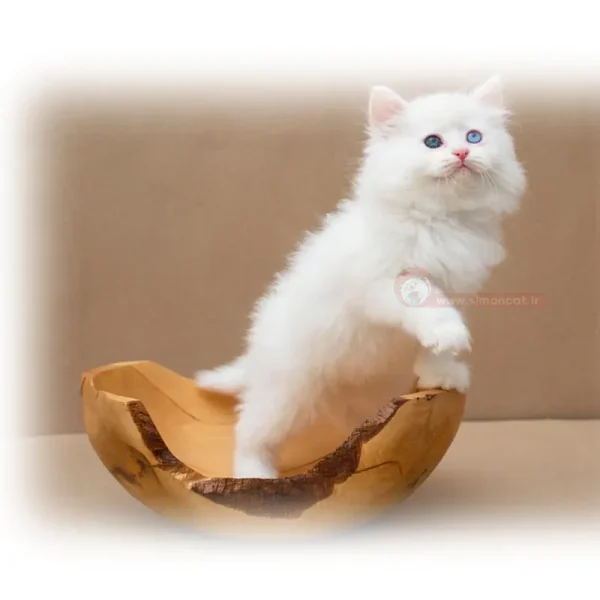 پرشین هتروکرومیا سفید