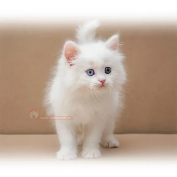 پرشین چشم تا به تا