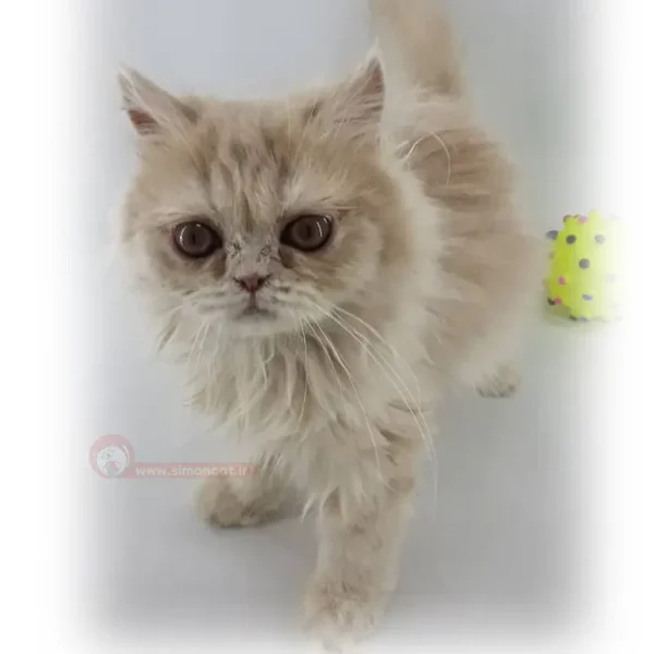 پرشین کاراملی