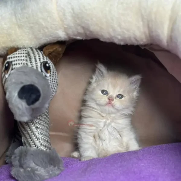 پرشین کت بایکالر