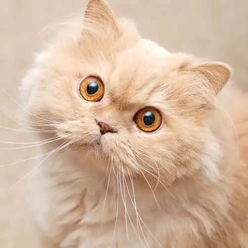 گربه پرشین کاراملی