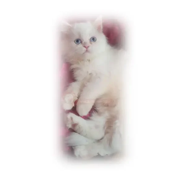 پرشین کلاسیک چشم آبی سفید کد 94