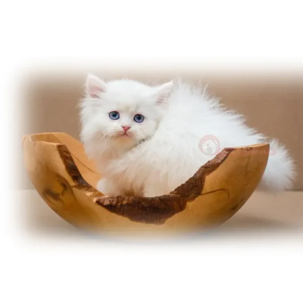 پرشین کلاسیک چشم ابی