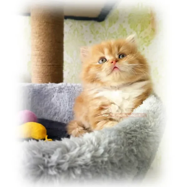 پرشین گارفیلدی