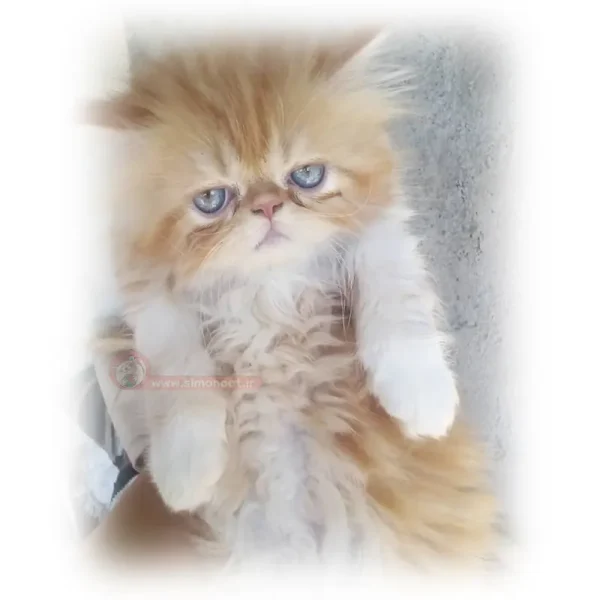 پرشین گارفیلدی سوپر فلت