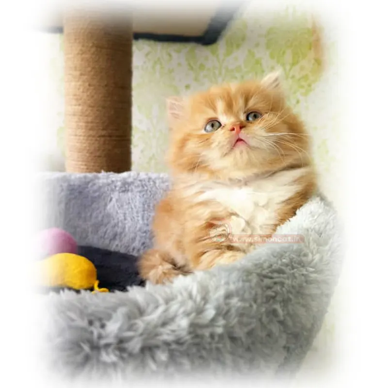 پرشین گارفیلدی پرشین گارفیلدی