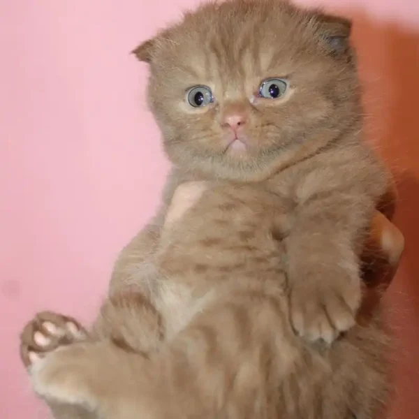 پیشی چشم سبز کد 28-2