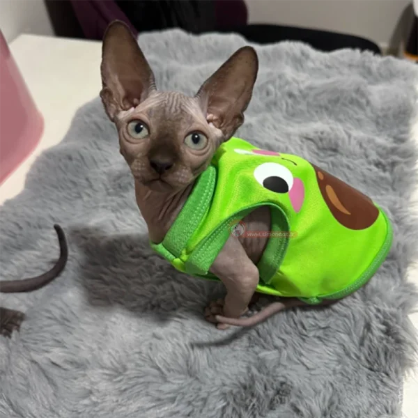 گربه اسفینکس