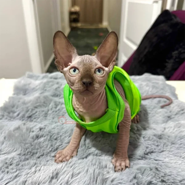 گربه اسفینکس صورتی