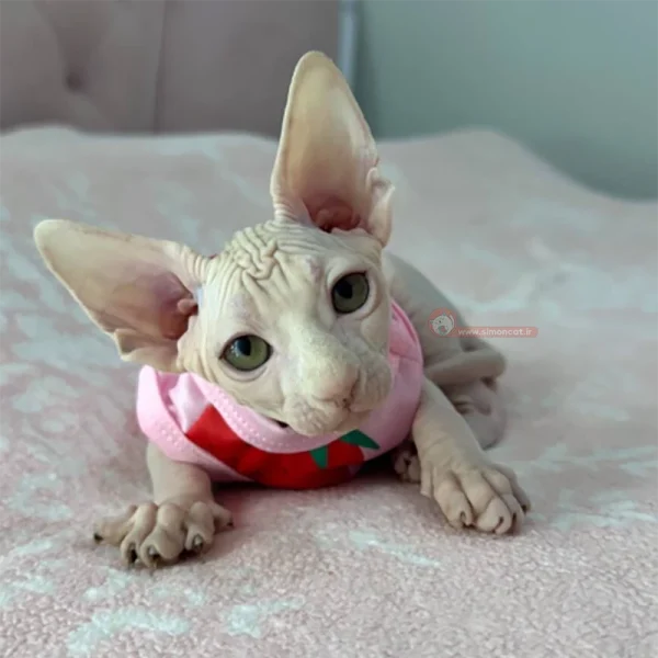 گربه اسفینکس چشم سبز