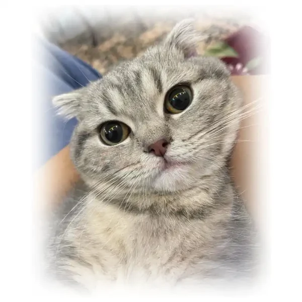 گربه اسکاتیش بلوگلد چشم بادامی کد 134