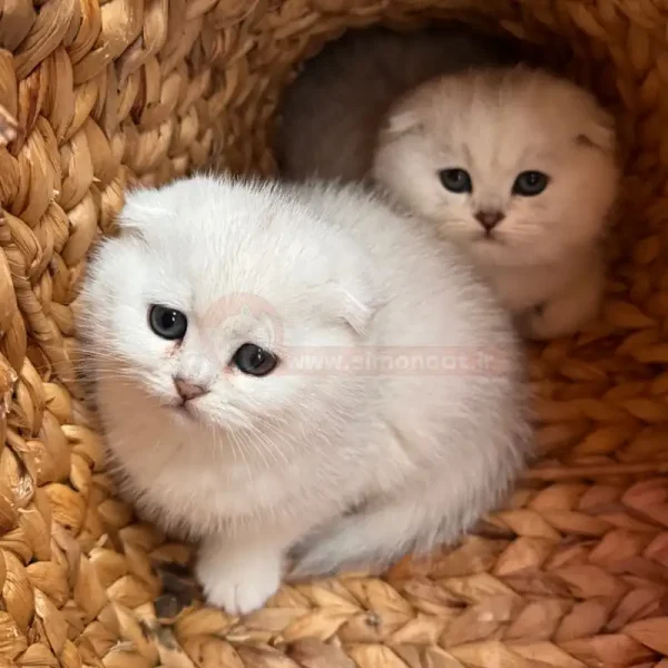 گربه اسکاتیش سفید بامزه
