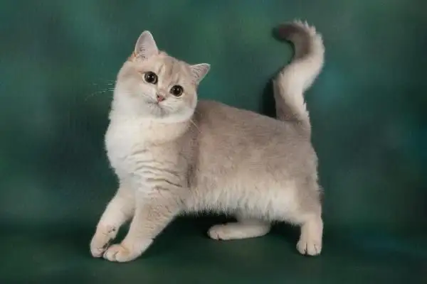 گربه بریتانیایی بلوگلد