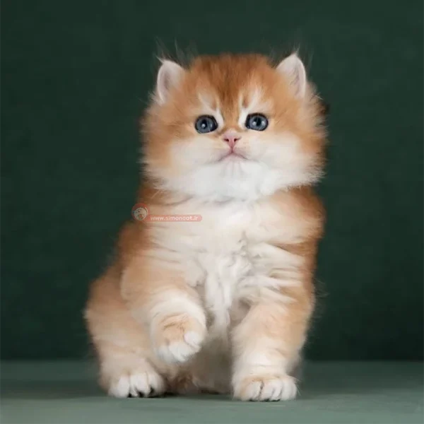 گربه بریتیش بایکالر