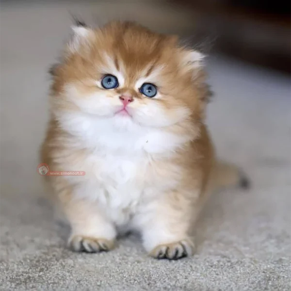 گربه بریتیش بایکالر