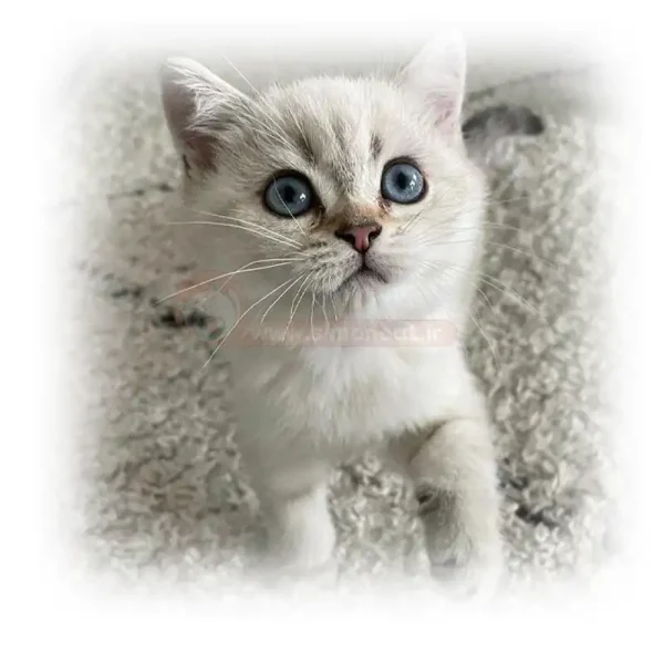 گربه بریتیش بلو پوینت کد 129