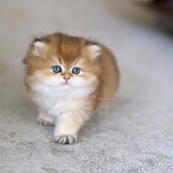 گربه بریتیش بلک گلد