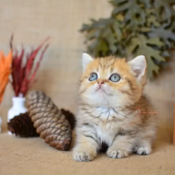 گربه بریتیش بلک گلد