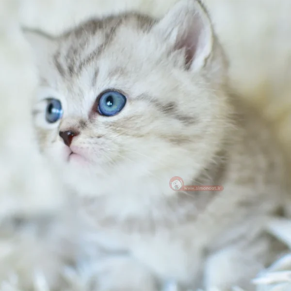 گربه بریتیش خاکستری