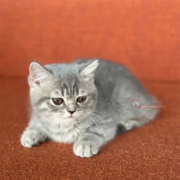 گربه بریتیش خاکستری