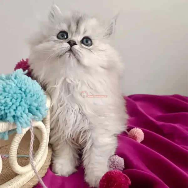 گربه بریتیش رنگ سیلور