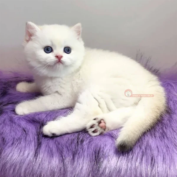 گربه بریتیش سفید