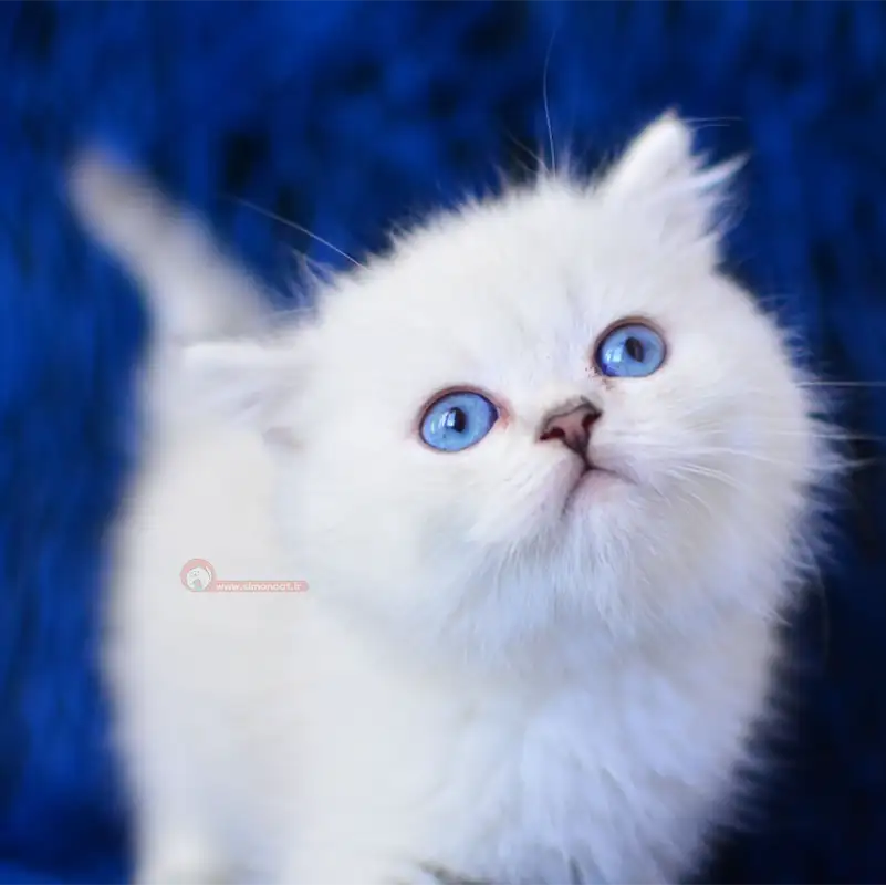 گربه بریتیش سفید گربه بریتیش سفید