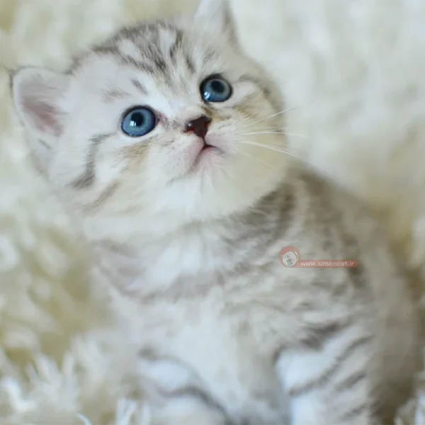 گربه بریتیش سیلور